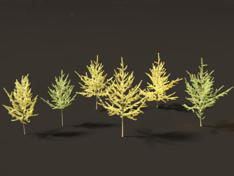 Ginkgo Biloba - Maidenhair Tree 11 3D Model