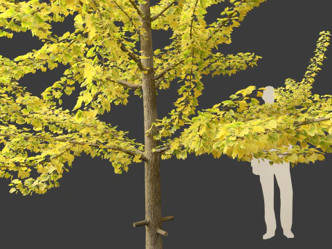Ginkgo Biloba - Maidenhair Tree 11 3D Model