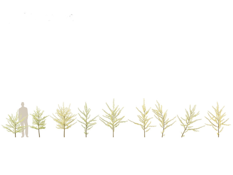 Ginkgo Biloba - Maidenhair Tree 10 3Dモデル .c4d .max .obj .3ds .fbx .stl .blend 