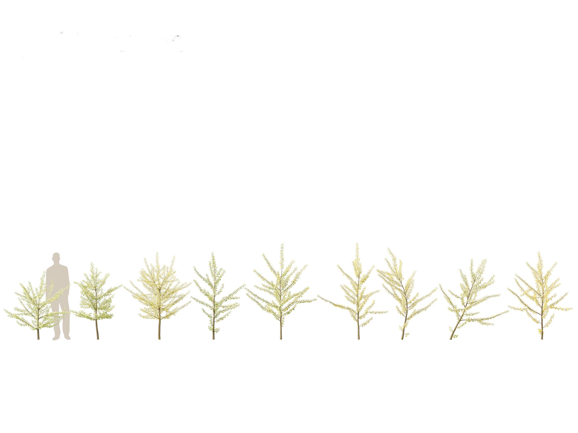 Ginkgo Biloba - Maidenhair Tree 10 3D Model .c4d .max .obj .3ds .fbx .stl .blend