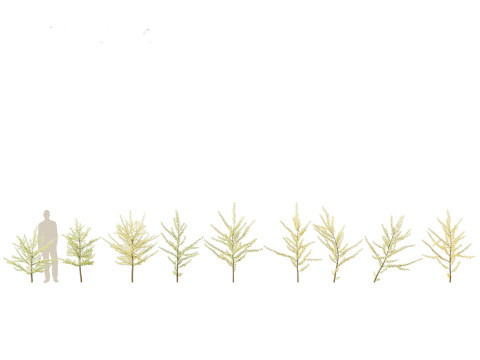 Ginkgo Biloba - Maidenhair Tree 10 3D Model
