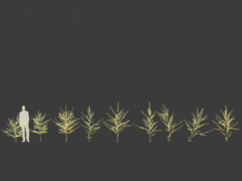 Ginkgo Biloba - Maidenhair Tree 10 3D Model