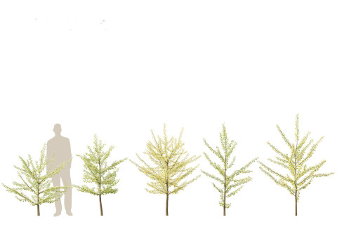 Ginkgo Biloba - Maidenhair Tree 10 3Dモデル