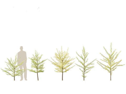 Ginkgo Biloba - Maidenhair Tree 10 3D Model