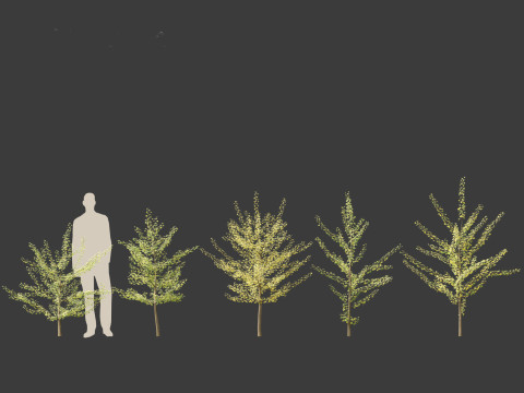 Ginkgo Biloba - Maidenhair Tree 10 3Dモデル