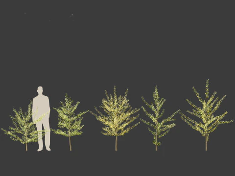 Ginkgo Biloba - Maidenhair Tree 10 3D Model