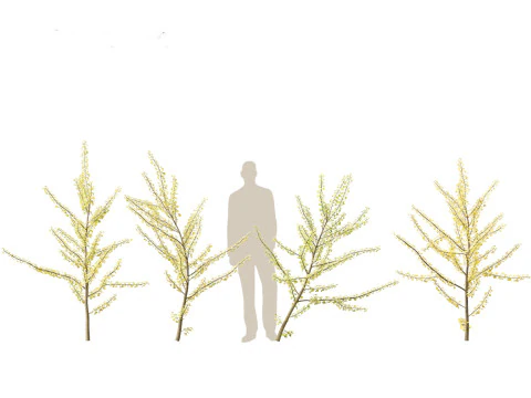 Ginkgo Biloba - Maidenhair Tree 10 3D Model