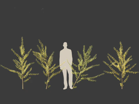 Ginkgo Biloba - Maidenhair Tree 10 3D Model