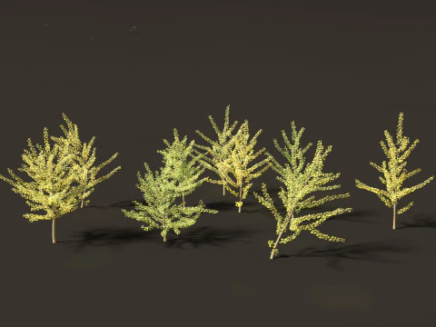Ginkgo Biloba - Maidenhair Tree 10 3D Model