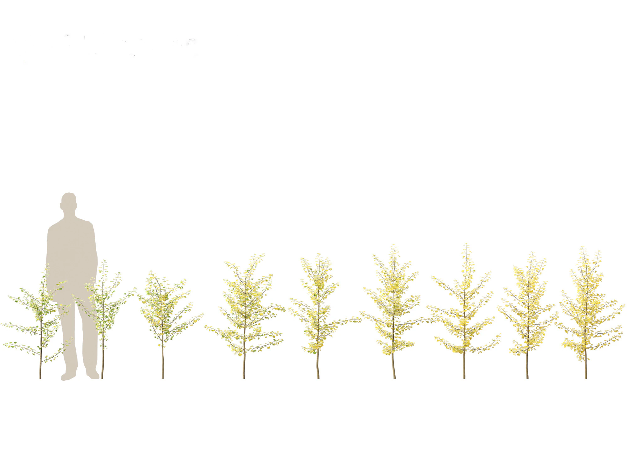 Ginkgo Biloba - Maidenhair Tree 09 3D Model .c4d .max .obj .3ds .fbx .stl .blend 