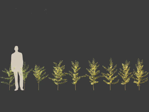 Ginkgo Biloba - Maidenhair Tree 09 3D Model