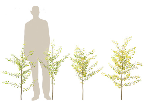Ginkgo Biloba - Maidenhair Tree 09 3D Модель