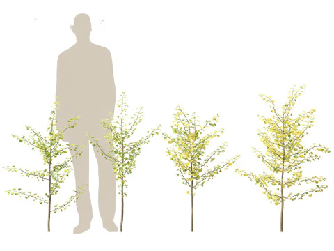 Ginkgo Biloba - Maidenhair Tree 09 3D Model