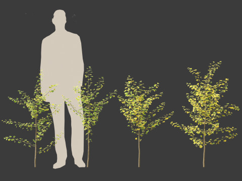 Ginkgo Biloba - Maidenhair Tree 09 3D Модель