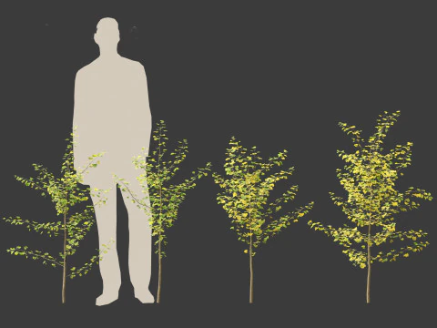 Ginkgo Biloba - Maidenhair Tree 09 3D Model