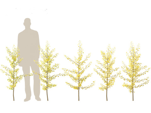 Ginkgo Biloba - Maidenhair Tree 09 3D Модель