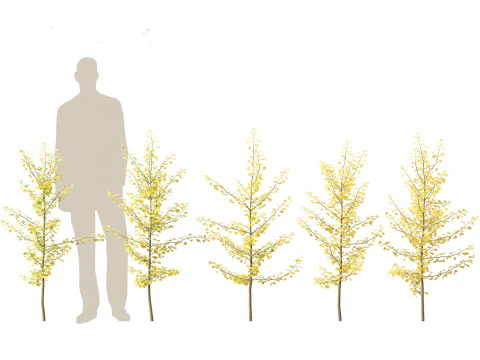 Ginkgo Biloba - Maidenhair Tree 09 3D Model