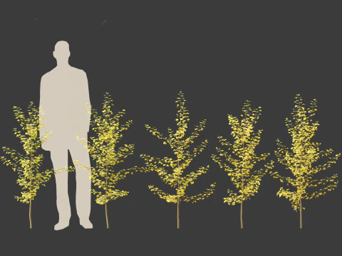 Ginkgo Biloba - Maidenhair Tree 09 3D Model