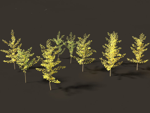 Ginkgo Biloba - Maidenhair Tree 09 3D Модель