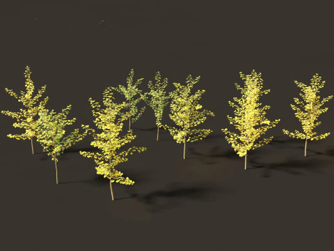 Ginkgo Biloba - Maidenhair Tree 09 3D Model
