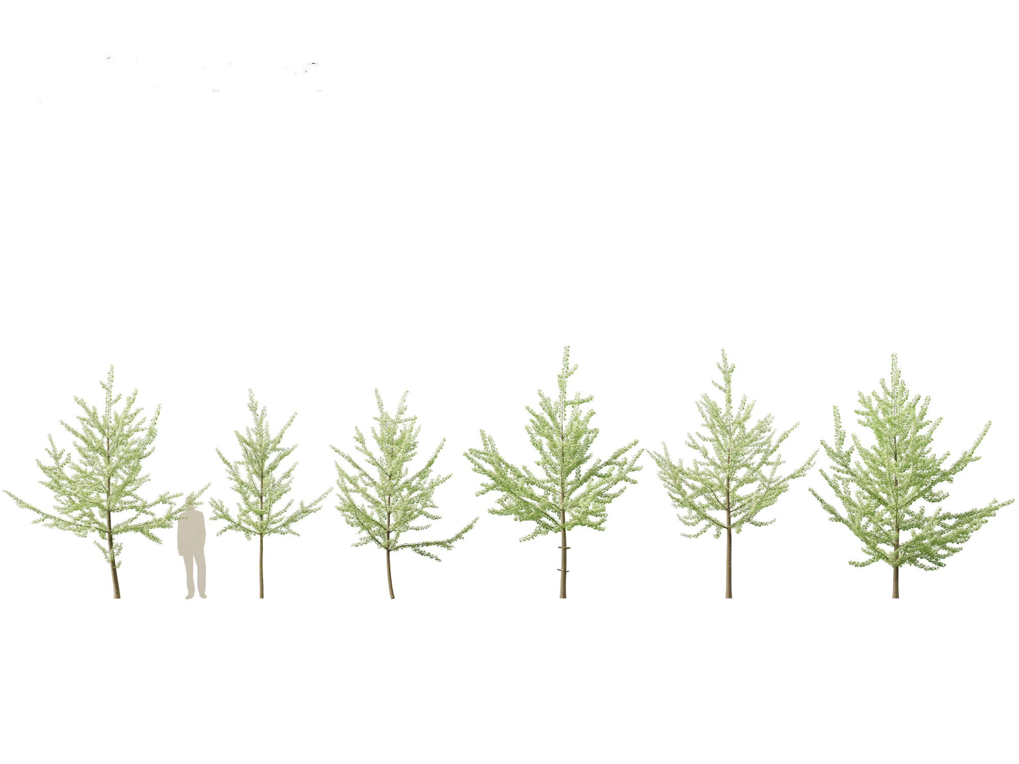 Ginkgo Biloba - Maidenhair Tree 08 3D Model .c4d .max .obj .3ds .fbx .stl .blend 