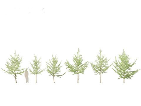 Ginkgo Biloba - Maidenhair Tree 08 3D Model