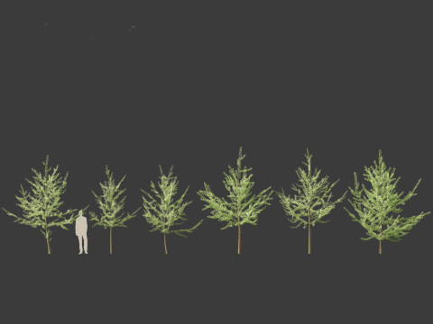 Ginkgo Biloba - Maidenhair Tree 08 3D Model