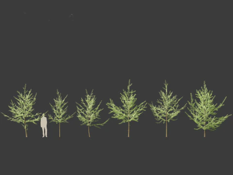 Ginkgo Biloba - Maidenhair Tree 08 3D Model