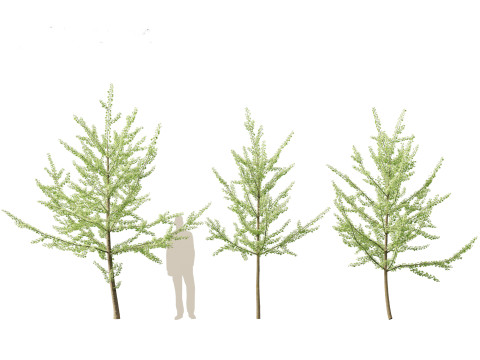 Ginkgo Biloba - Maidenhair Tree 08 3D Model