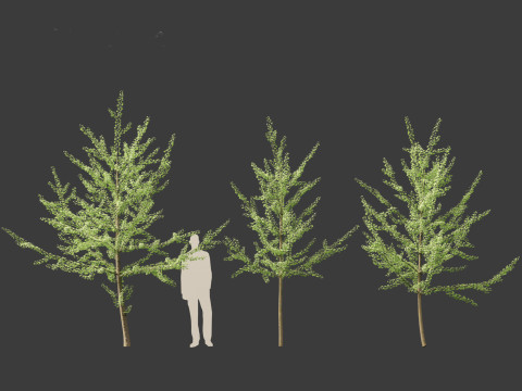 Ginkgo Biloba - Maidenhair Tree 08 3D Model