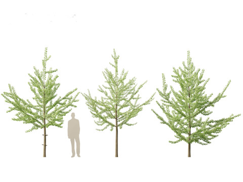 Ginkgo Biloba - Maidenhair Tree 08 3D Model
