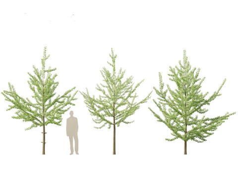 Ginkgo Biloba - Maidenhair Tree 08 3D Model