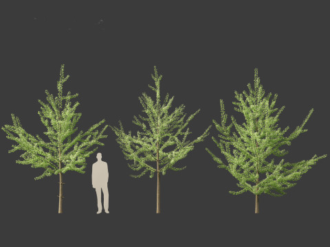 Ginkgo Biloba - Maidenhair Tree 08 3D Model