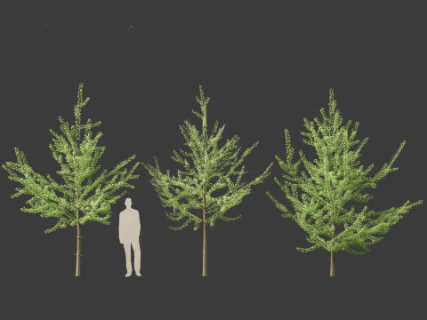 Ginkgo Biloba - Maidenhair Tree 08 3D Model