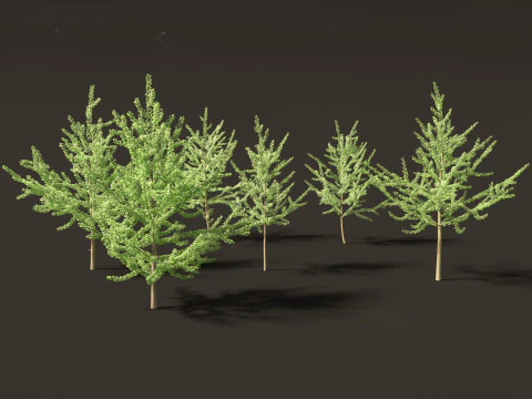 Ginkgo Biloba - Maidenhair Tree 08 3D Model
