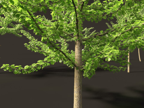 Ginkgo Biloba - Maidenhair Tree 08 3D Model