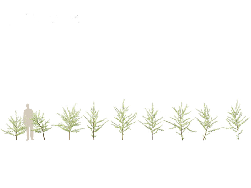 Ginkgo Biloba - Maidenhair Tree 07 3Dモデル .c4d .max .obj .3ds .fbx .stl .blend 