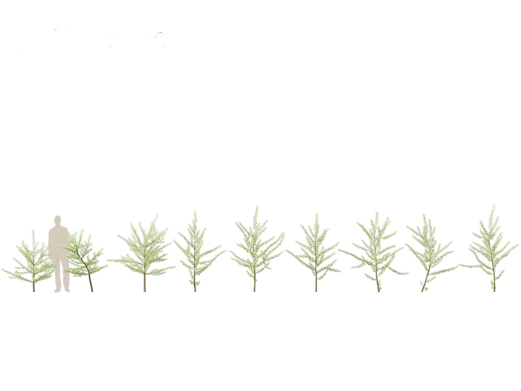 Ginkgo Biloba - Maidenhair Tree 07 3D Model .c4d .max .obj .3ds .fbx .stl .blend 