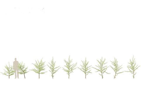 Ginkgo Biloba - Maidenhair Tree 07 3D Model
