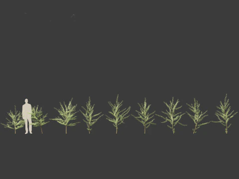 Ginkgo Biloba - Maidenhair Tree 07 3D Model