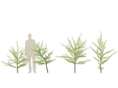 Ginkgo Biloba - Maidenhair Tree 07 3Dモデル