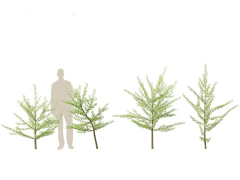Ginkgo Biloba - Maidenhair Tree 07 3D Model