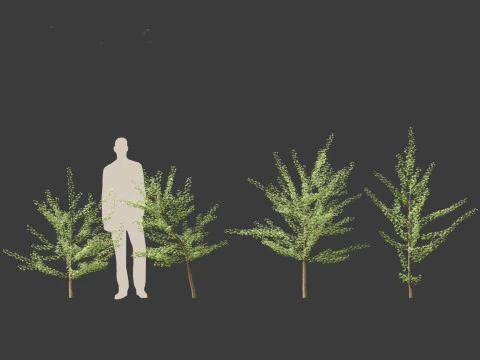 Ginkgo Biloba - Maidenhair Tree 07 3D Model