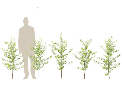 Ginkgo Biloba - Maidenhair Tree 07 3Dモデル