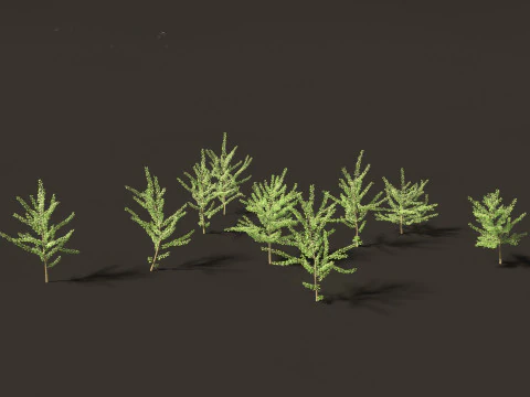 Ginkgo Biloba - Maidenhair Tree 07 3D Model