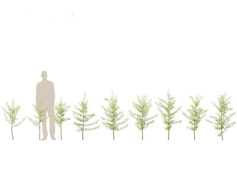 Ginkgo Biloba - Maidenhair Tree 06 3D Model