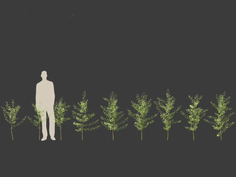 Ginkgo Biloba - Maidenhair Tree 06 3D Model