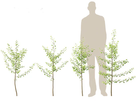 Ginkgo Biloba - Maidenhair Tree 06 3D Model