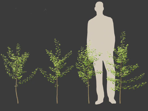 Ginkgo Biloba - Maidenhair Tree 06 3D Model