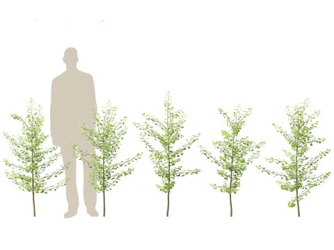 Ginkgo Biloba - Maidenhair Tree 06 3D Model